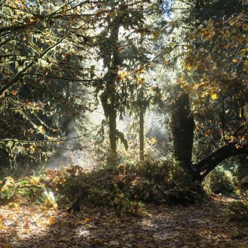 Hoh Rainforest - Hiking Near Me - Forks, Washington Hoh Rainforest - Hiking Near Me - Forks, Washington
