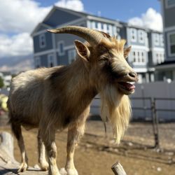 Hee Haw Farms