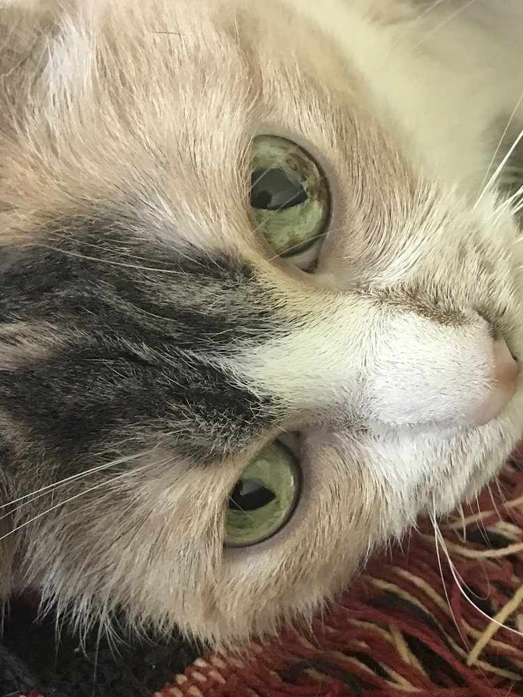 HUMANE SOCIETY OF SOUTH COASTAL Updated September 2024 4627