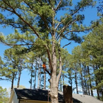 Innovation's tree service - TREE CUTTING - Tree Services Near Me Innovation's tree service - TREE CUTTING - Tree Services Near Me