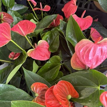Walmart Supercenter - More beautiful flowers 4.10.24 - Department Stores Near Me - Woodlands, Texas Walmart Supercenter - More beautiful flowers 4.10.24 - Department Stores Near Me - Woodlands, Texas