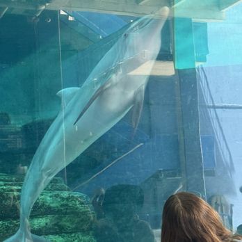 Clearwater Marine Aquarium - Aquariums Near Me - Clearwater, Florida