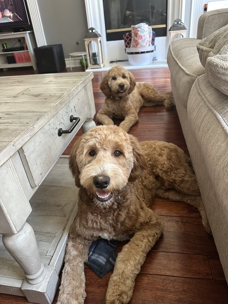 KEN NEILL KENNELS Updated October 2024 26 Photos & 85 Reviews