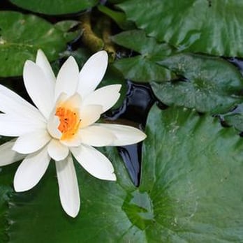 Susan Acree, MD - Psychiatrists Near Me - McLean, Virginia Susan Acree, MD - Psychiatrists Near Me - McLean, Virginia