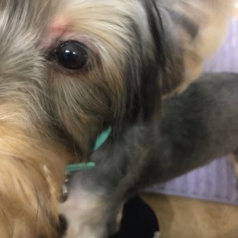 A Doggies Delight - Knick near his eye - Pet Groomers Near Me - Las Vegas, Nevada