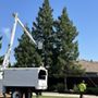 Photo of Rumble Tree & Turf