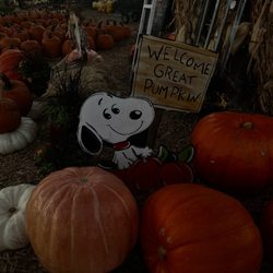 Fresh Pickings Farm & Garden Market - The great Pumpkin Snoopy.!