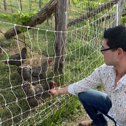 Feeding chickens Feeding chickens