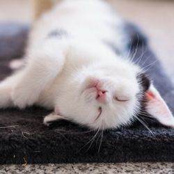 For The Love Of Cats