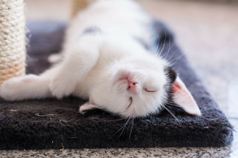 For The Love Of Cats - pet boarding facility in Los Angeles, CA