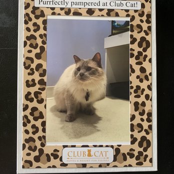 Club Cat - My little one during her stay! - Pet Boarding Near Me - Irvine, California Club Cat - My little one during her stay! - Pet Boarding Near Me - Irvine, California