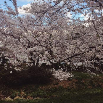 Kenwood Cherry Blossoms - Parks Near Me - Bethesda, Maryland Kenwood Cherry Blossoms - Parks Near Me - Bethesda, Maryland