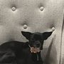 Photo of Horizon Pet Supply