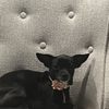 Horizon Pet Supply gift card