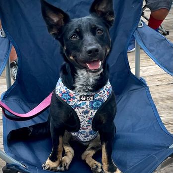 Sunburst RV Resort - Pets are allowed at Sunburst - RV Parks Near Me - Milton, Florida Sunburst RV Resort - Pets are allowed at Sunburst - RV Parks Near Me - Milton, Florida