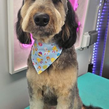 Boujee Bubbles Dog Grooming - Pet Groomers Near Me Boujee Bubbles Dog Grooming - Pet Groomers Near Me