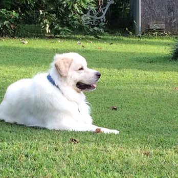 Ultimutt Dog Care - Pet Sitting Near Me - Fort Smith, Arkansas Ultimutt Dog Care - Pet Sitting Near Me - Fort Smith, Arkansas