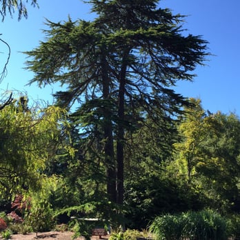Beacon Hill Park - Cedar of Lebanon tree in the park - Parks Near Me - Victoria, British Columbia