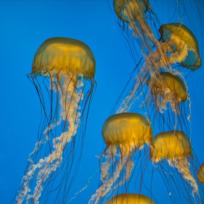 National Aquarium by null