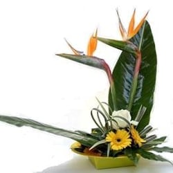 Harveys Flowers and Plants