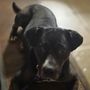 The Velvet Snout