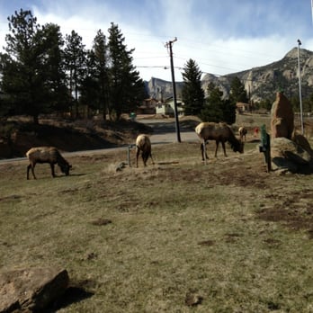 Black Canyon Inn - Some elk hanging out right at the entrance to Black Canyon Inn - Hotels Near Me - Estes Park, Colorado