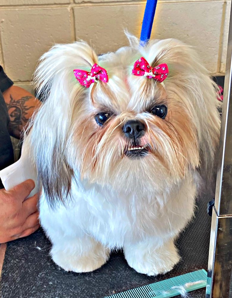 VIP DOG GROOMING 822 Photos & 611 Reviews 6901 W Cerritos Ave