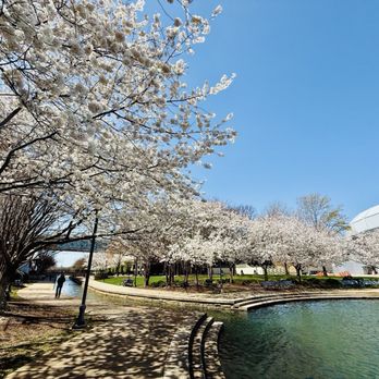 Big Spring Park - Spring Cherry Blossoms 3/23/25 - Parks Near Me - Huntsville, Alabama Big Spring Park - Spring Cherry Blossoms 3/23/25 - Parks Near Me - Huntsville, Alabama