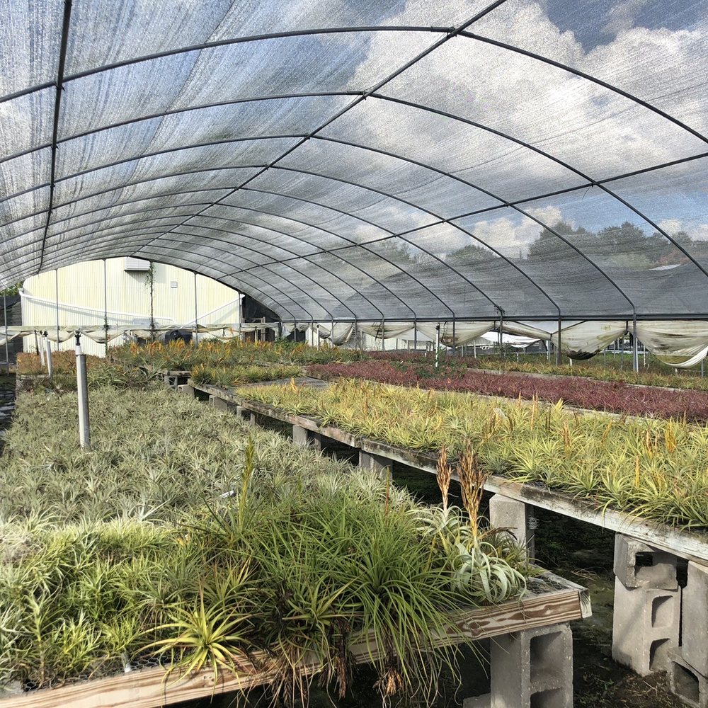 Tropiflora - Airplants - Nurseries & Gardening Near Me - Sarasota, Florida Tropiflora - Airplants - Nurseries & Gardening Near Me - Sarasota, Florida