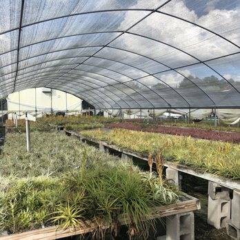 Tropiflora - Airplants - Nurseries & Gardening Near Me - Sarasota, Florida