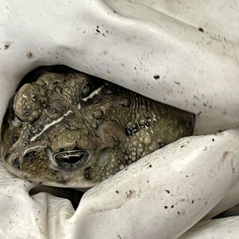 Isabel Henderson Library - 11/14/24 Traveling Naturalist: "Mr. Pickles" Toad - Libraries Near Me - Torrance, California