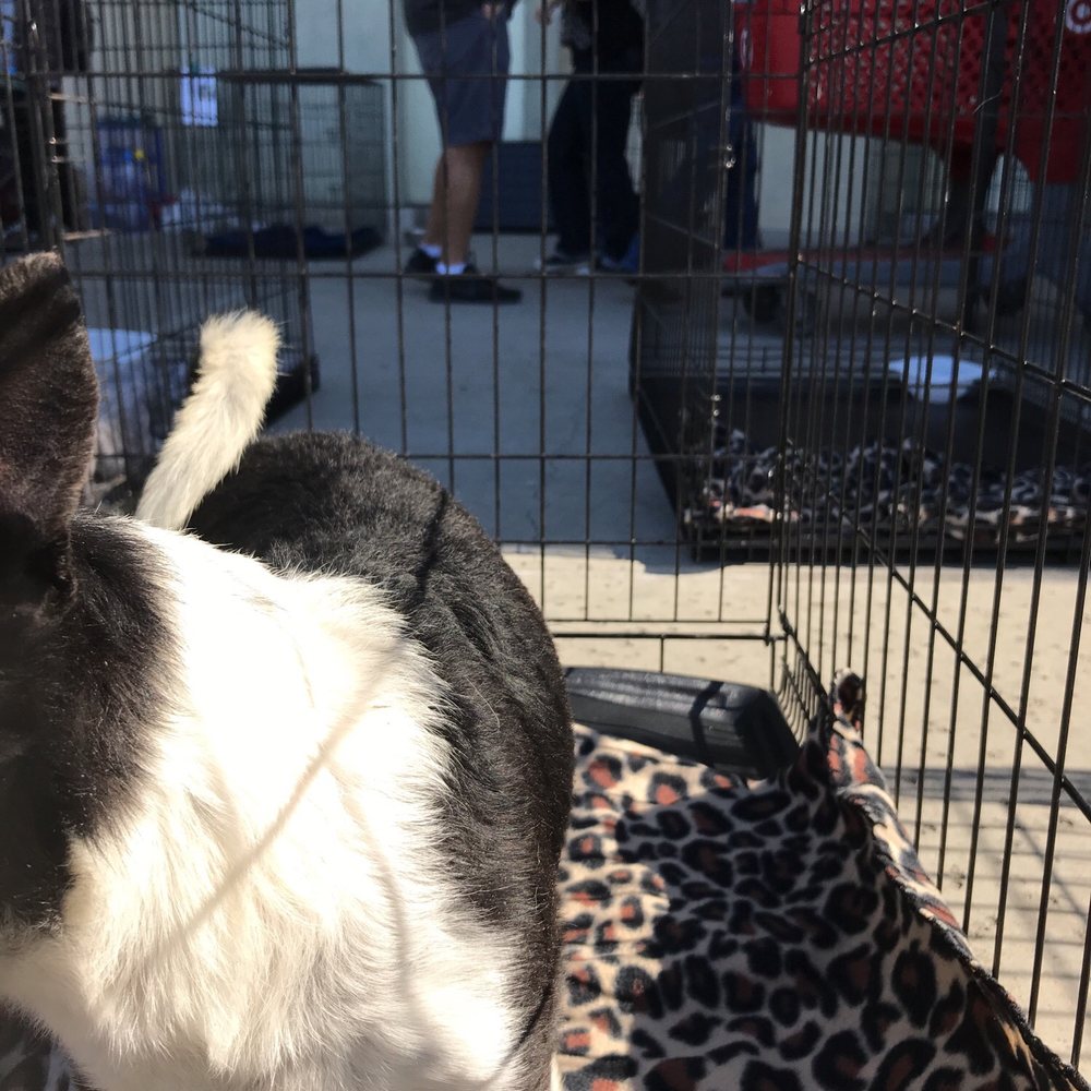PetSmart - National PetSmart adoption weekend - Pet Stores Near Me - Stockton, California