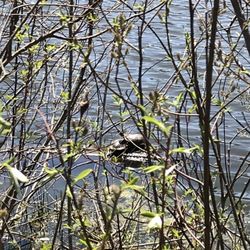 Beartown Lakes Reservation - Turtle