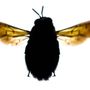 Photo of EMC PEST CONTROL AND CLEANING SERVICES