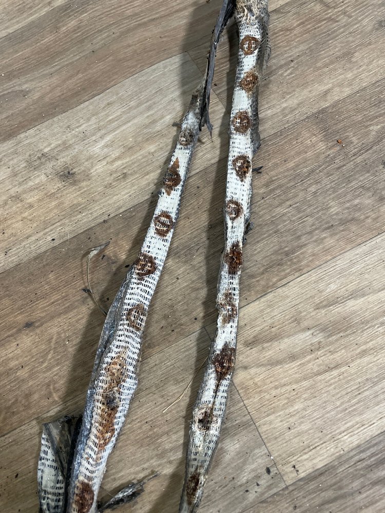 CYCLE GEAR Updated June 2024 2017 Wade Hampton Blvd, Greenville, South Carolina Auto Parts