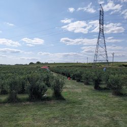 Heritage Blueberries