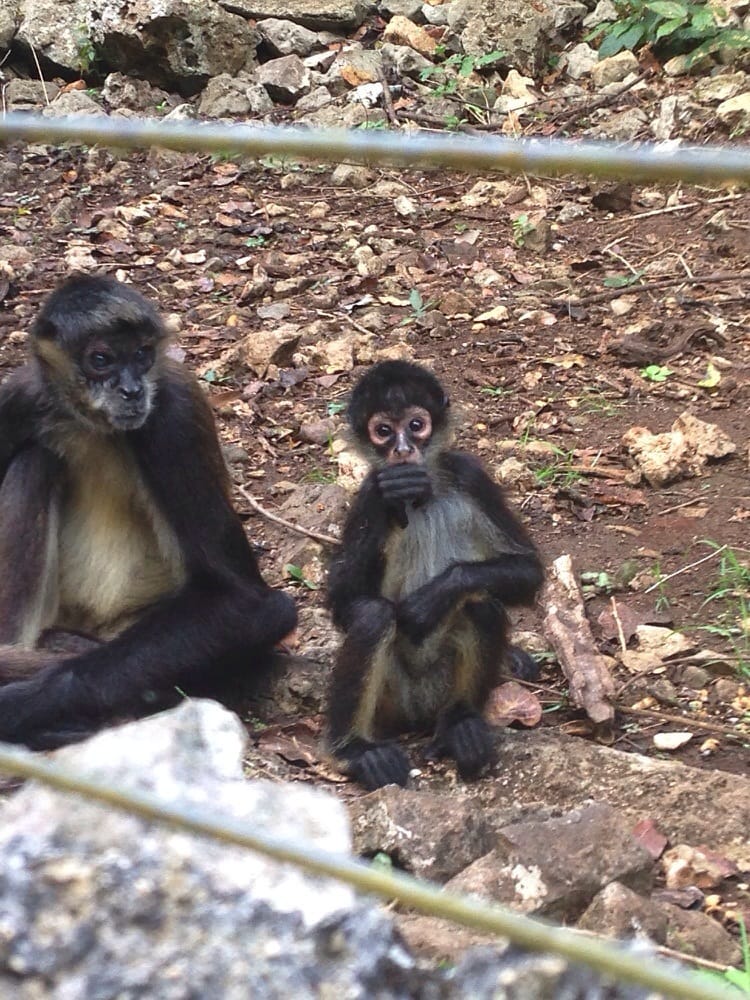 TULUM MONKEY SANCTUARY CLOSED Updated April 2024 Coba 6, Tulum