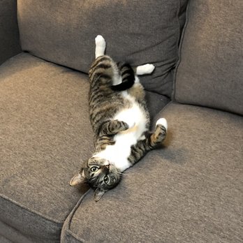 Wag & Purr Cat Sitting - Pet Sitting Near Me Wag & Purr Cat Sitting - Pet Sitting Near Me