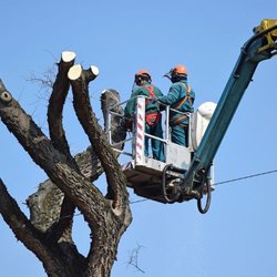Southbury Tree Care and Removal