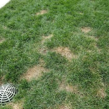 Green IQ Landscaping & Construction Services - Landscaping Near Me Green IQ Landscaping & Construction Services - Landscaping Near Me