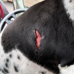 Forest Ridge Veterinary Hospital - Dog wound