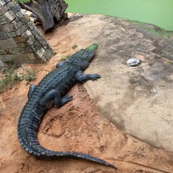 Go Fish Education Center - One of the gators!