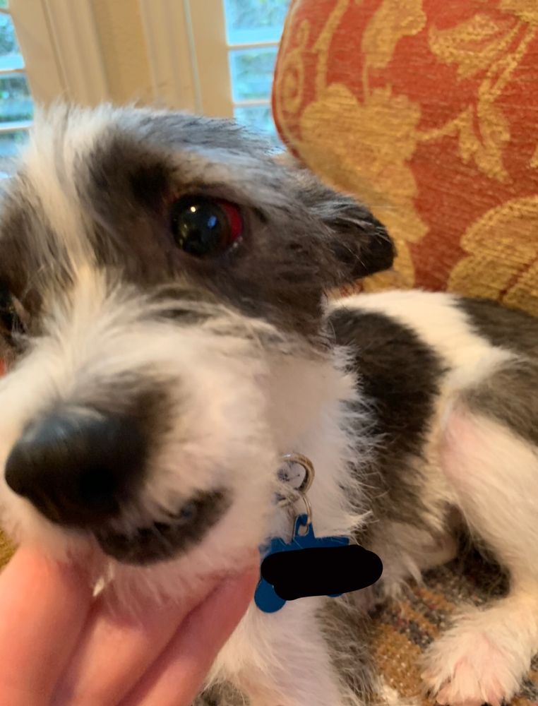 JUDY’S GROOMING Updated October 2024 10 Photos & 57 Reviews 2405