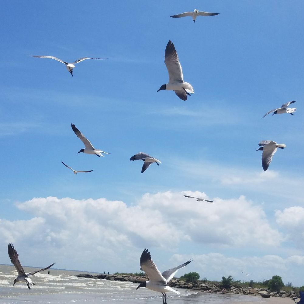 El Jardin Del Mar - Beaches Near Me - Seabrook, Texas