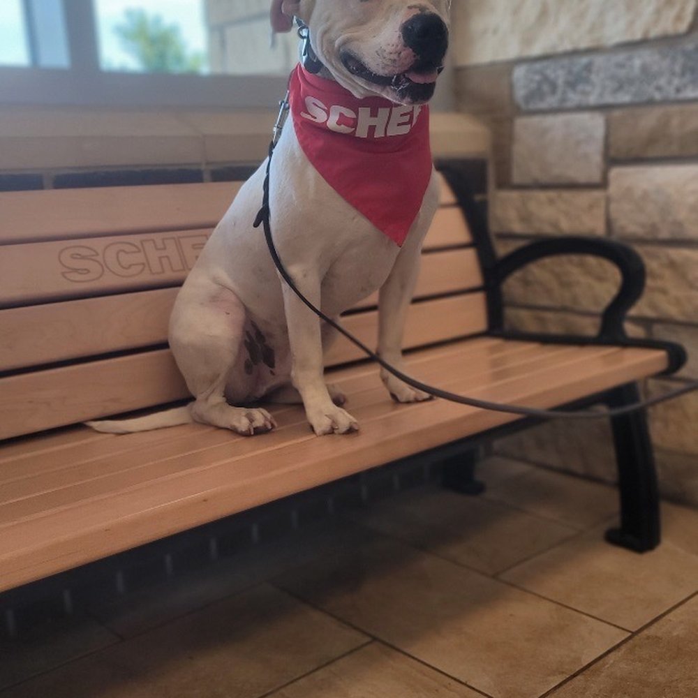 Tip Top K9 - Carrollton - Pet Training Near Me - Carrollton, Texas Tip Top K9 - Carrollton - Pet Training Near Me - Carrollton, Texas