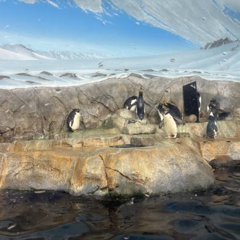 Tennessee Aquarium - penguins - Aquariums Near Me - Chattanooga, Tennessee Tennessee Aquarium - penguins - Aquariums Near Me - Chattanooga, Tennessee