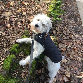 Pdxpetcare - Please help me up. - Dog Walkers Near Me Pdxpetcare - Please help me up. - Dog Walkers Near Me