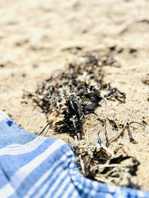 Herring Cove Beach by null