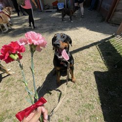 K9 Comrades - My dog after training on Mother's Day!