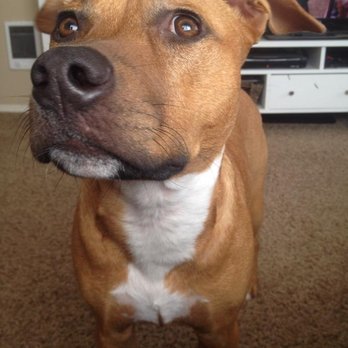 Pdxpetcare - Vivan says this is her good side. - Dog Walkers Near Me Pdxpetcare - Vivan says this is her good side. - Dog Walkers Near Me